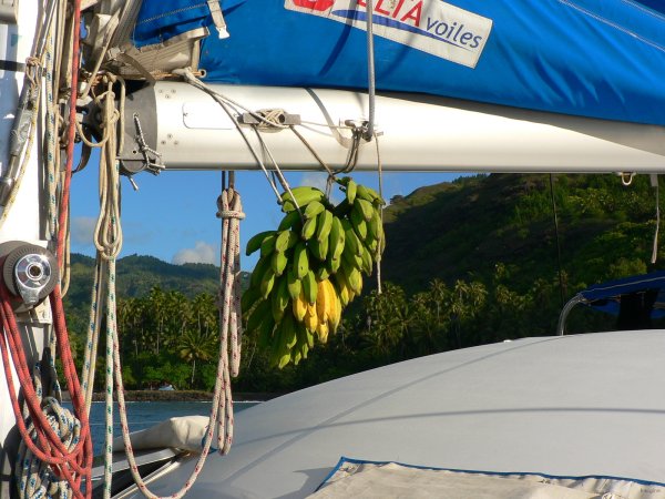 83- On ne sait plus ou mettre les bananes 